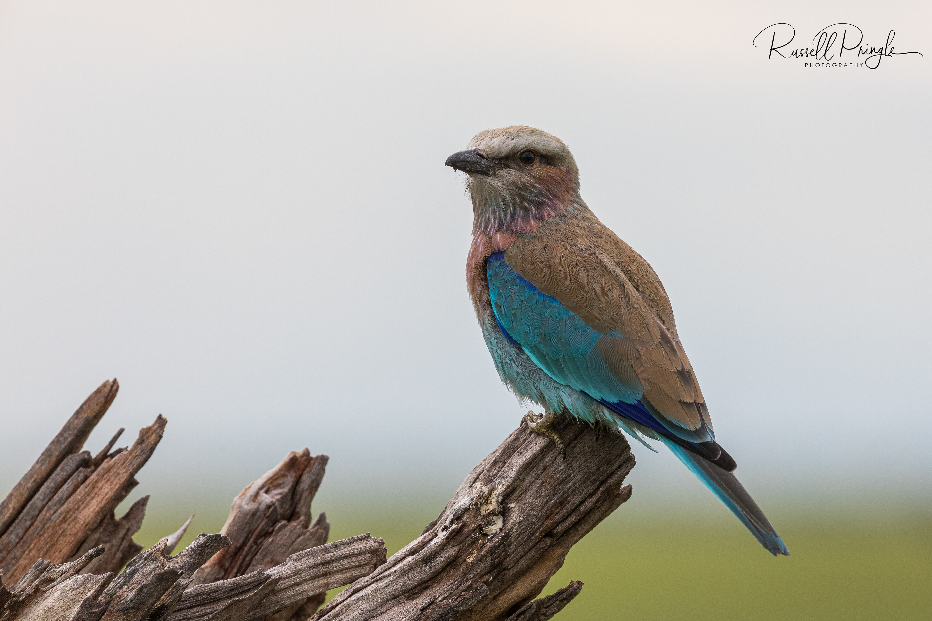 Lilac breasted Roller-Savuti, Botswana