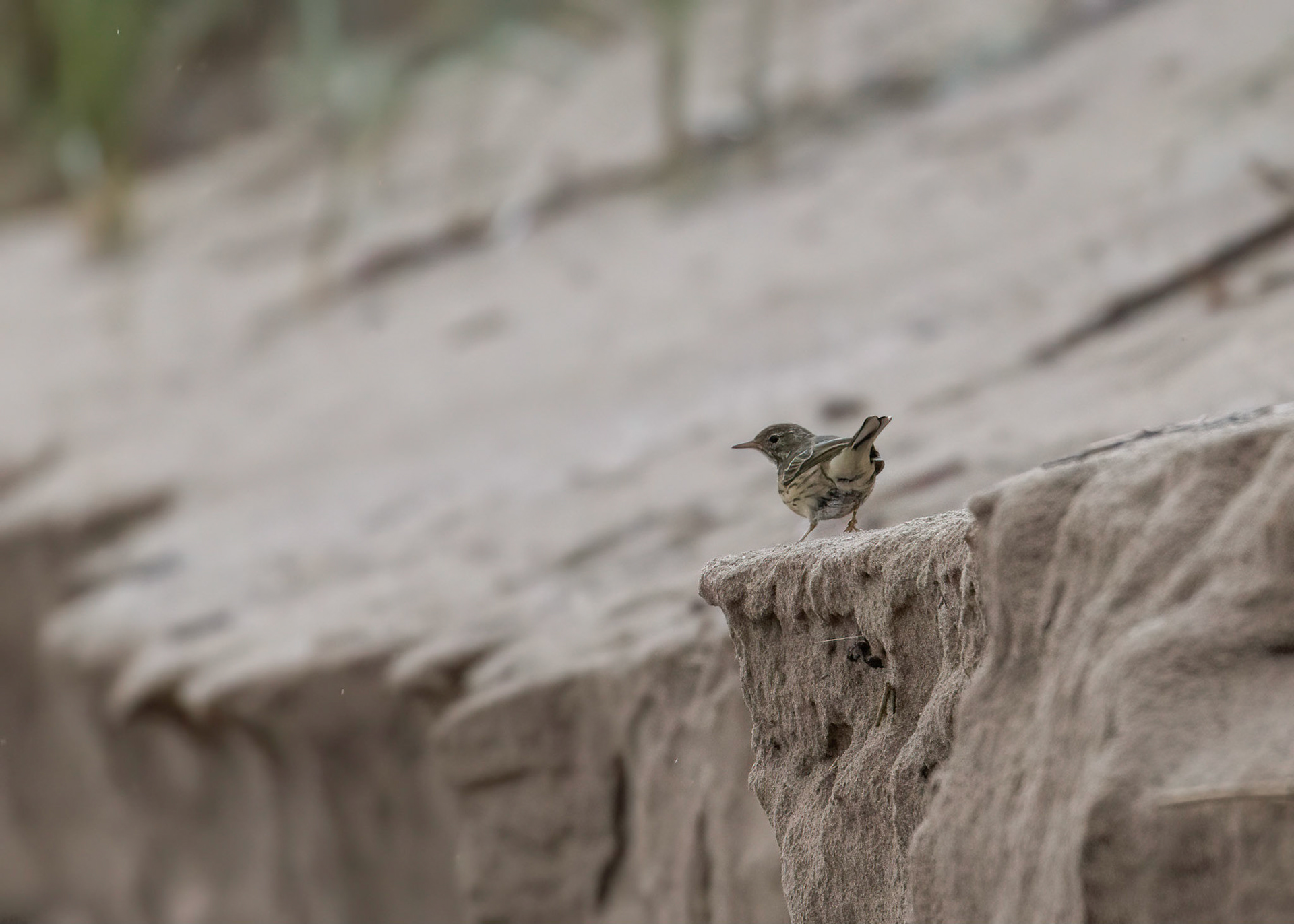 Meadow Pippit