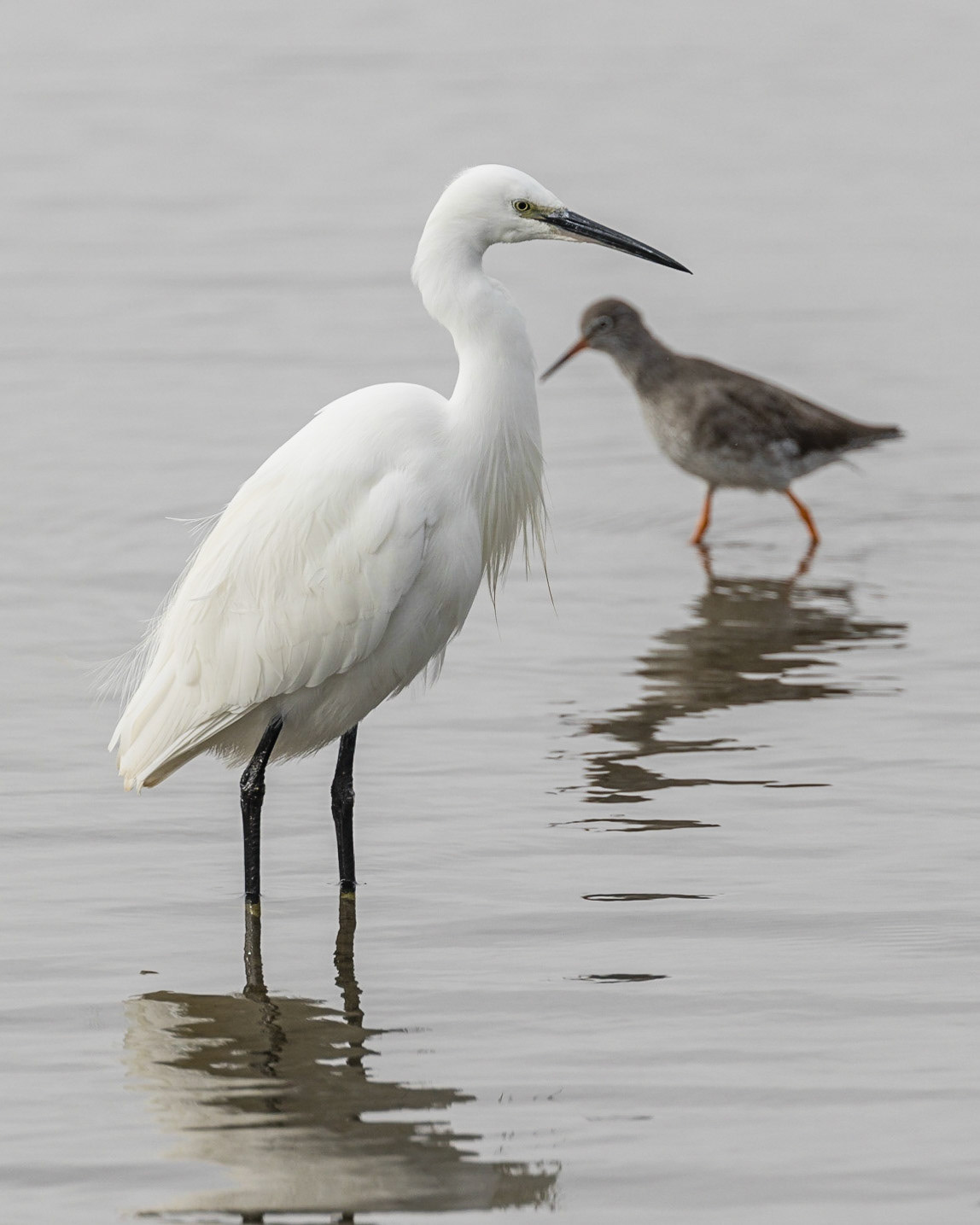 Little Egret & Redshank