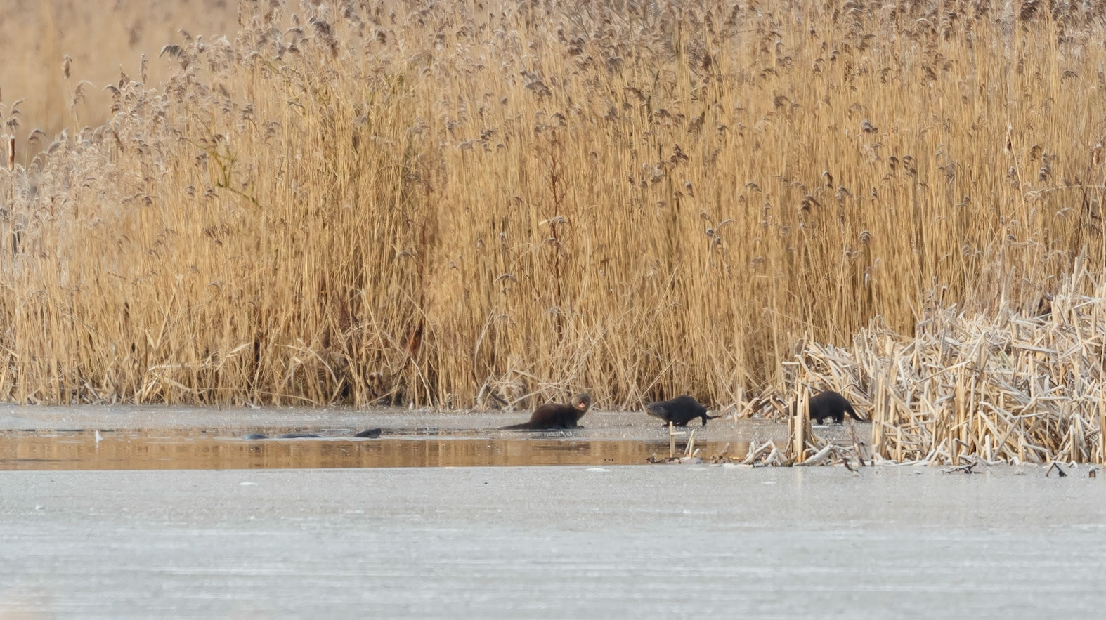 Otters