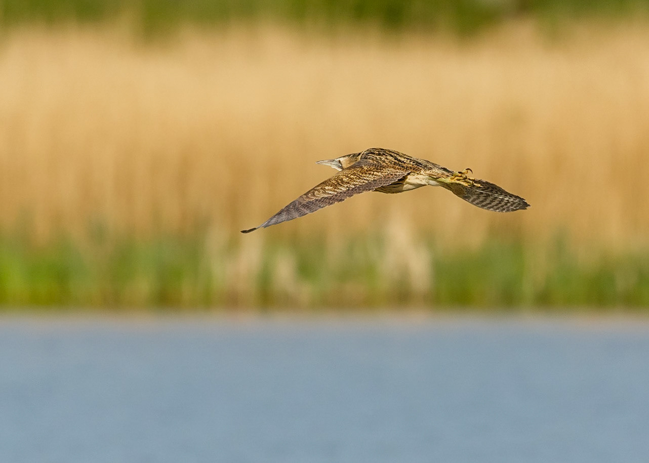 Bittern