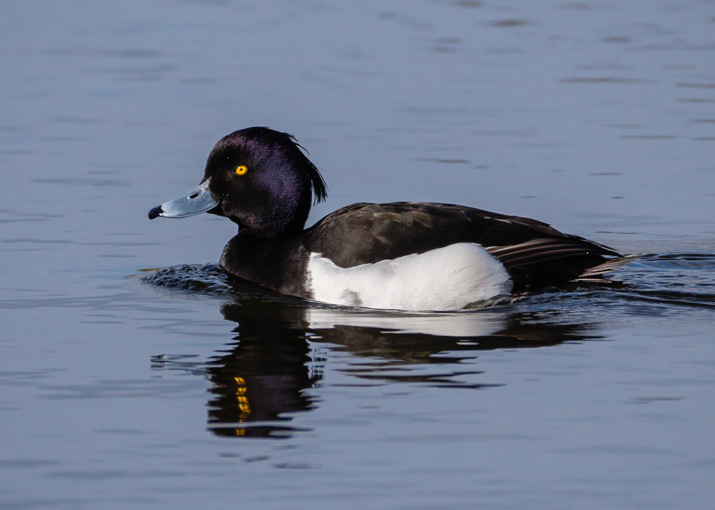 Tufted Duck