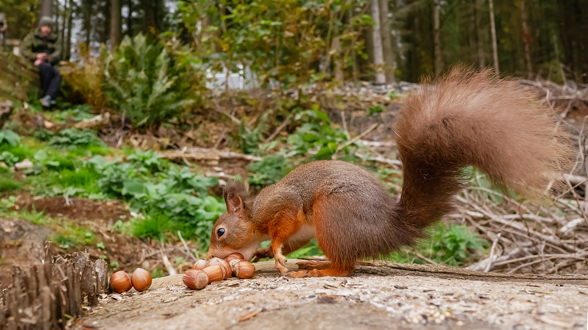 Andy Nayler Photography - Mammals - Herbivores