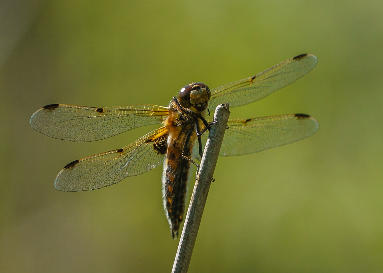 Four-spotted Chaser