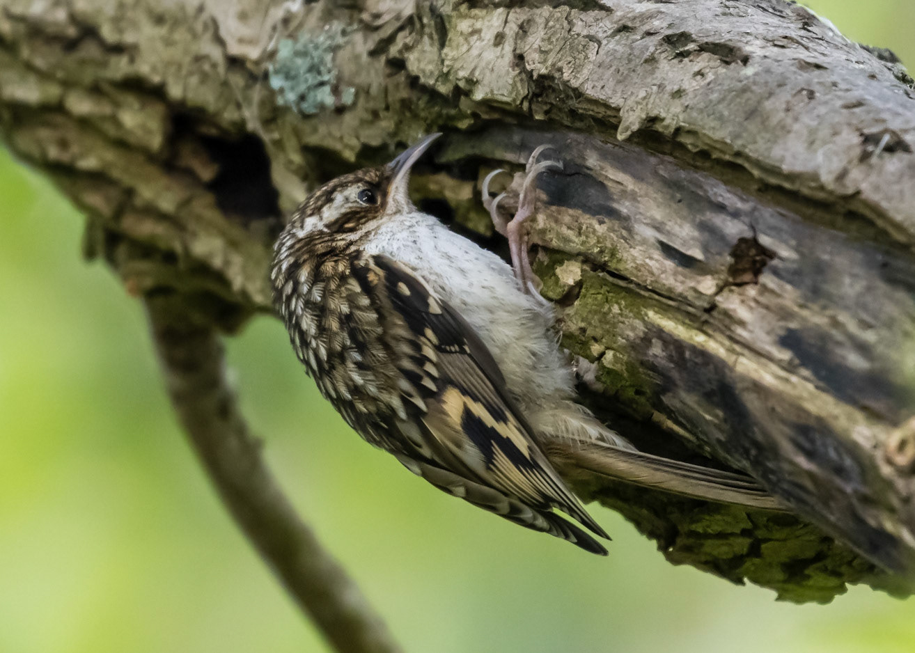 Treecreeper