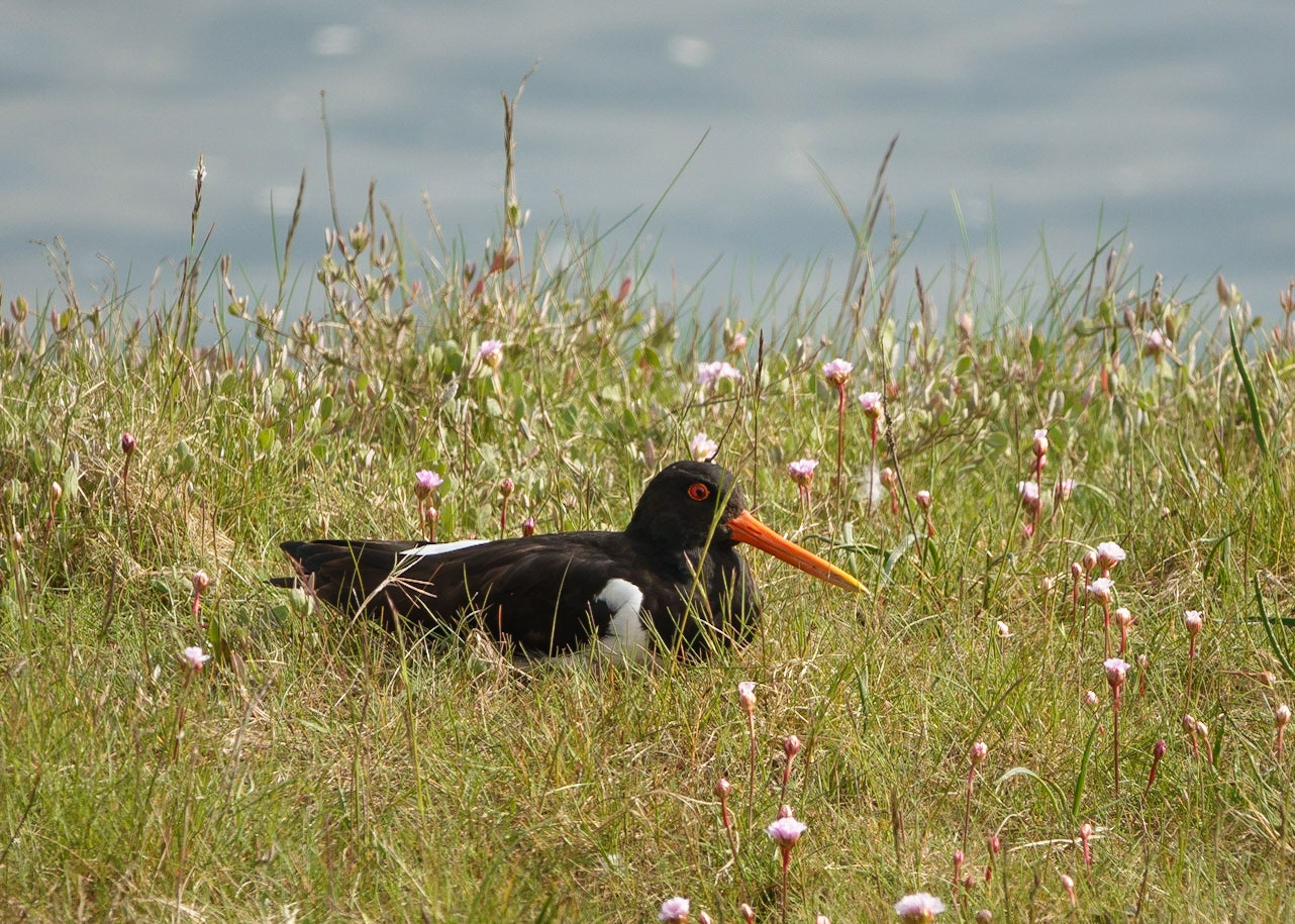 Oystercatcher