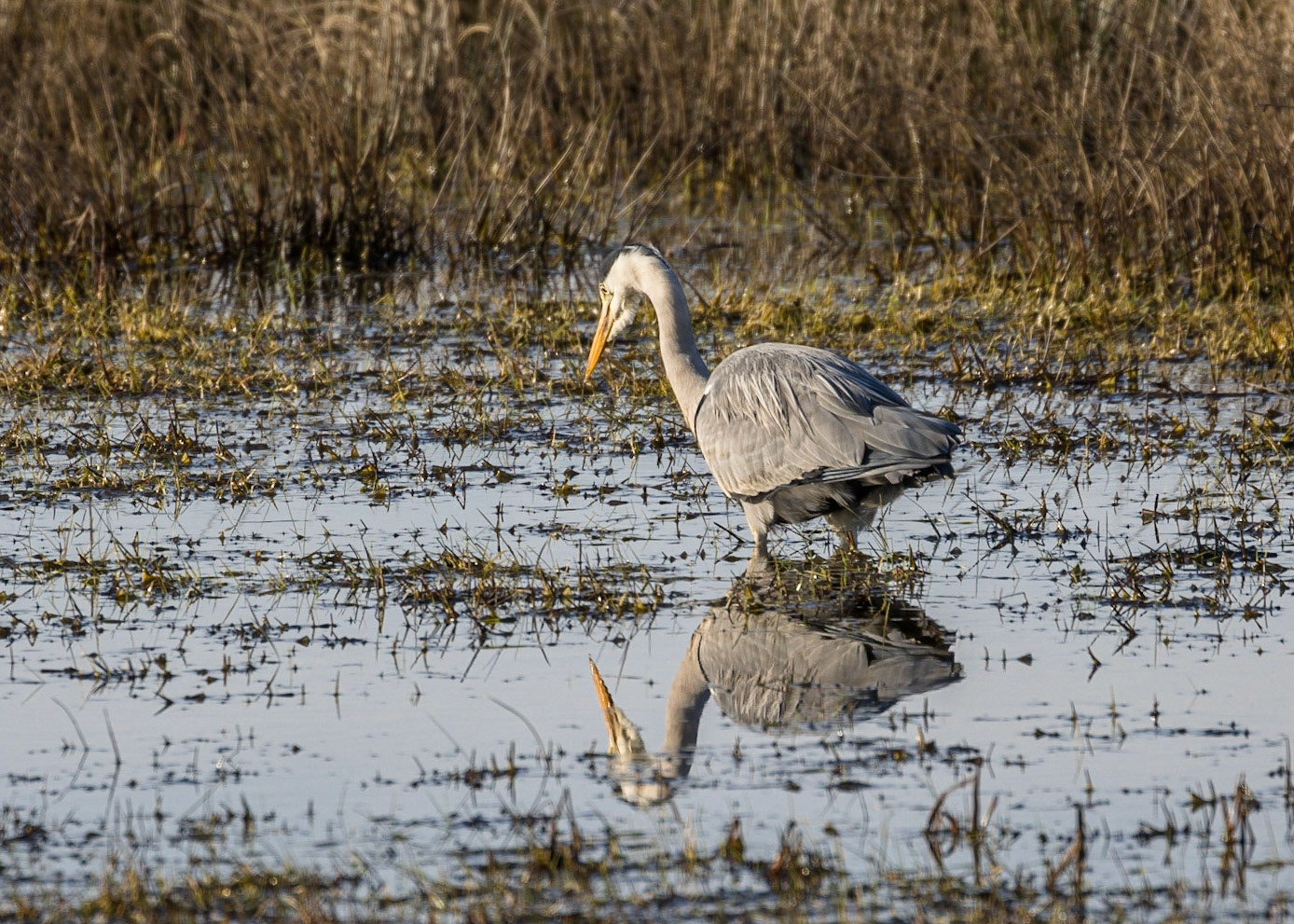 Heron
