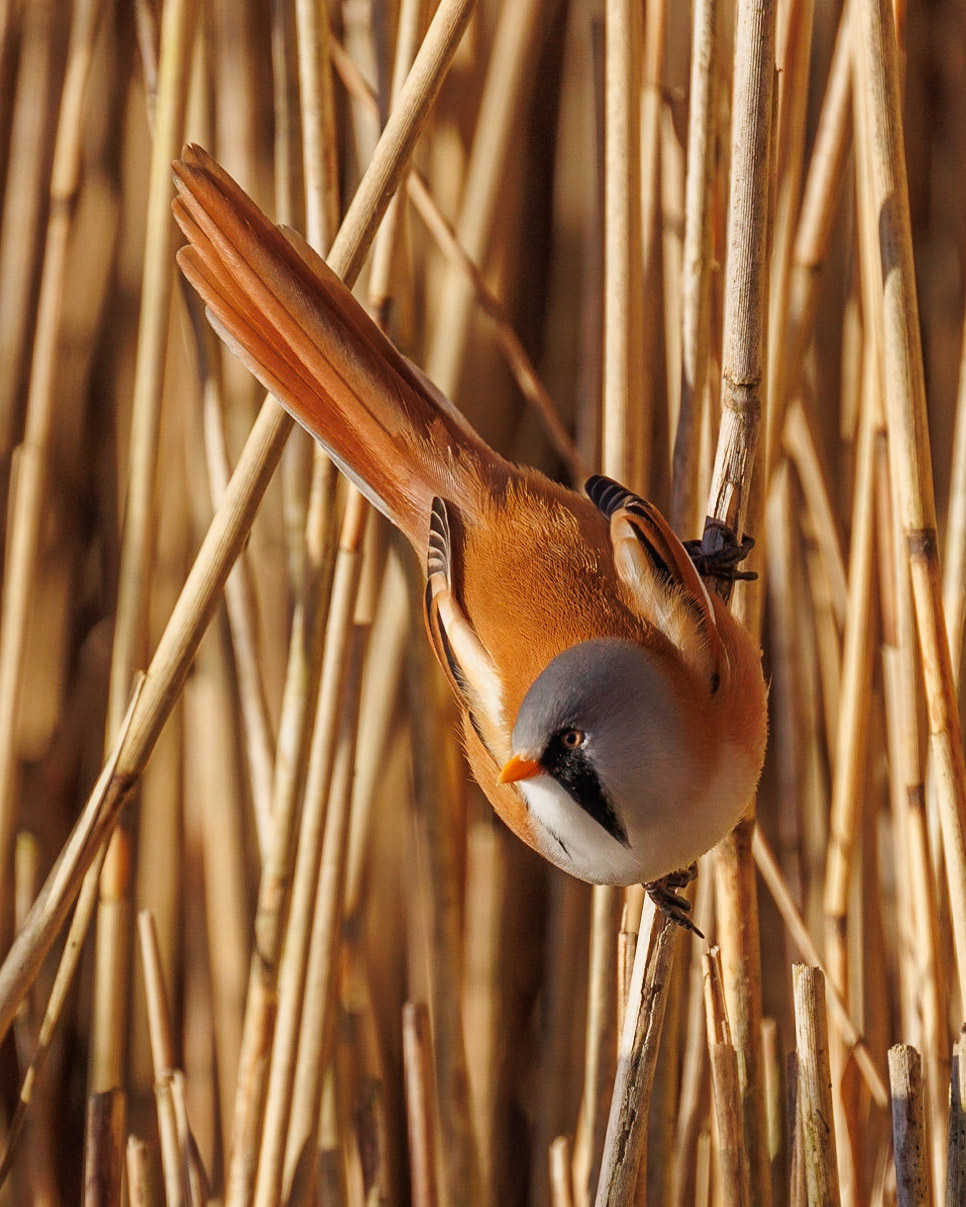 Bearded Tit