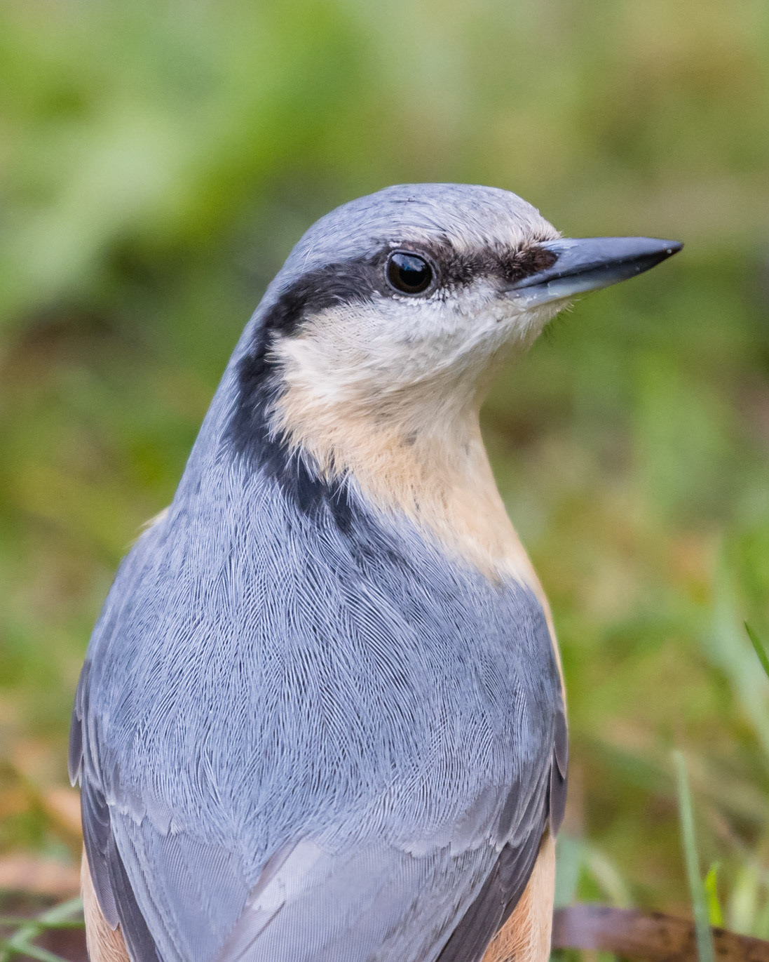 Nuthatch