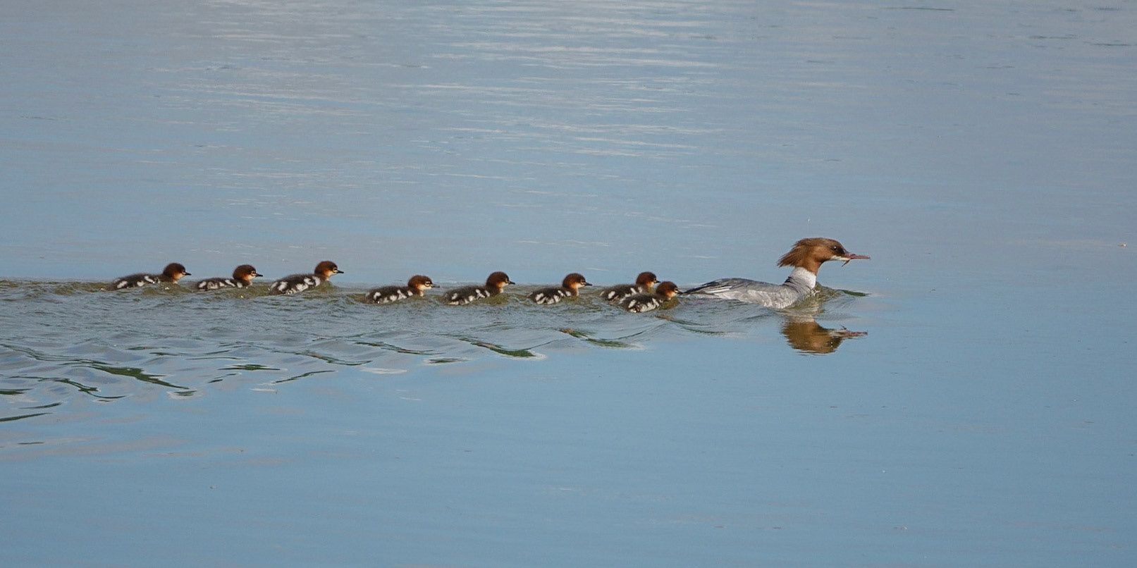 Goosanders