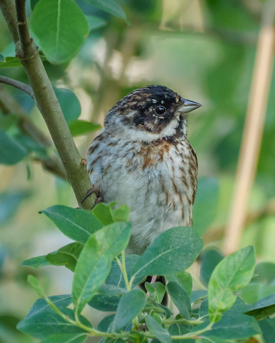 Reed Bunting