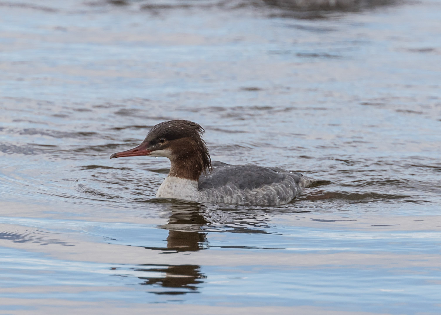 Goosander