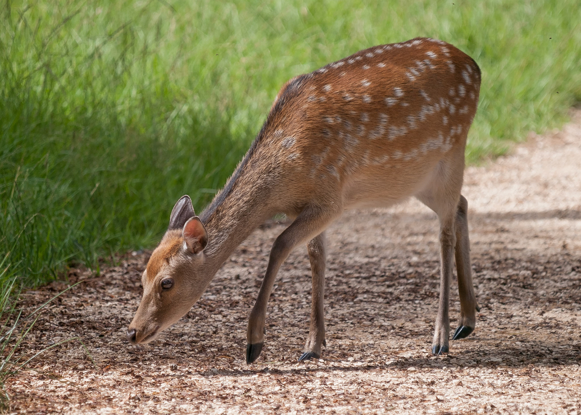 Sika Deer