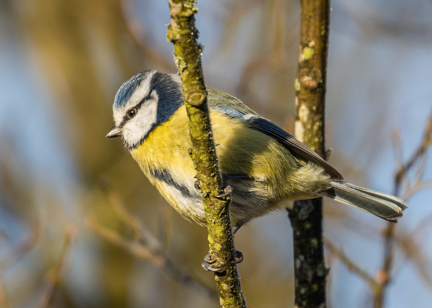 Blue Tit