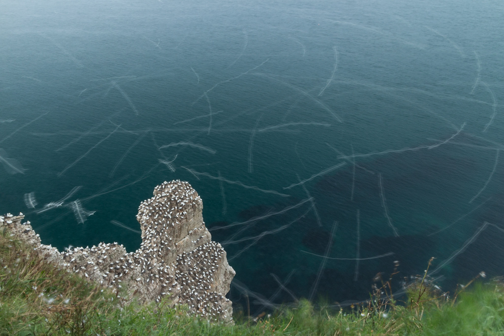 Gannet