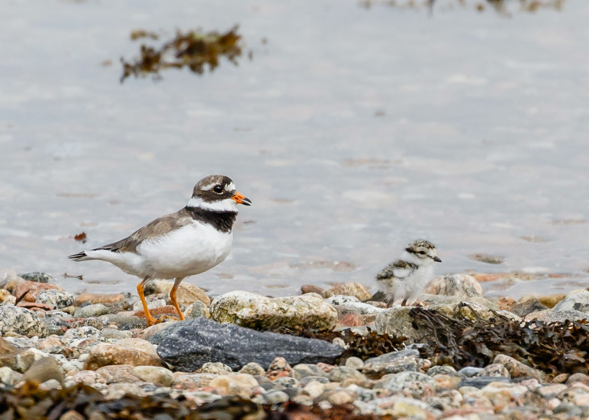 Ringed Plover