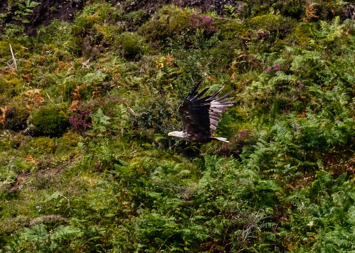 White-tailed Eagle