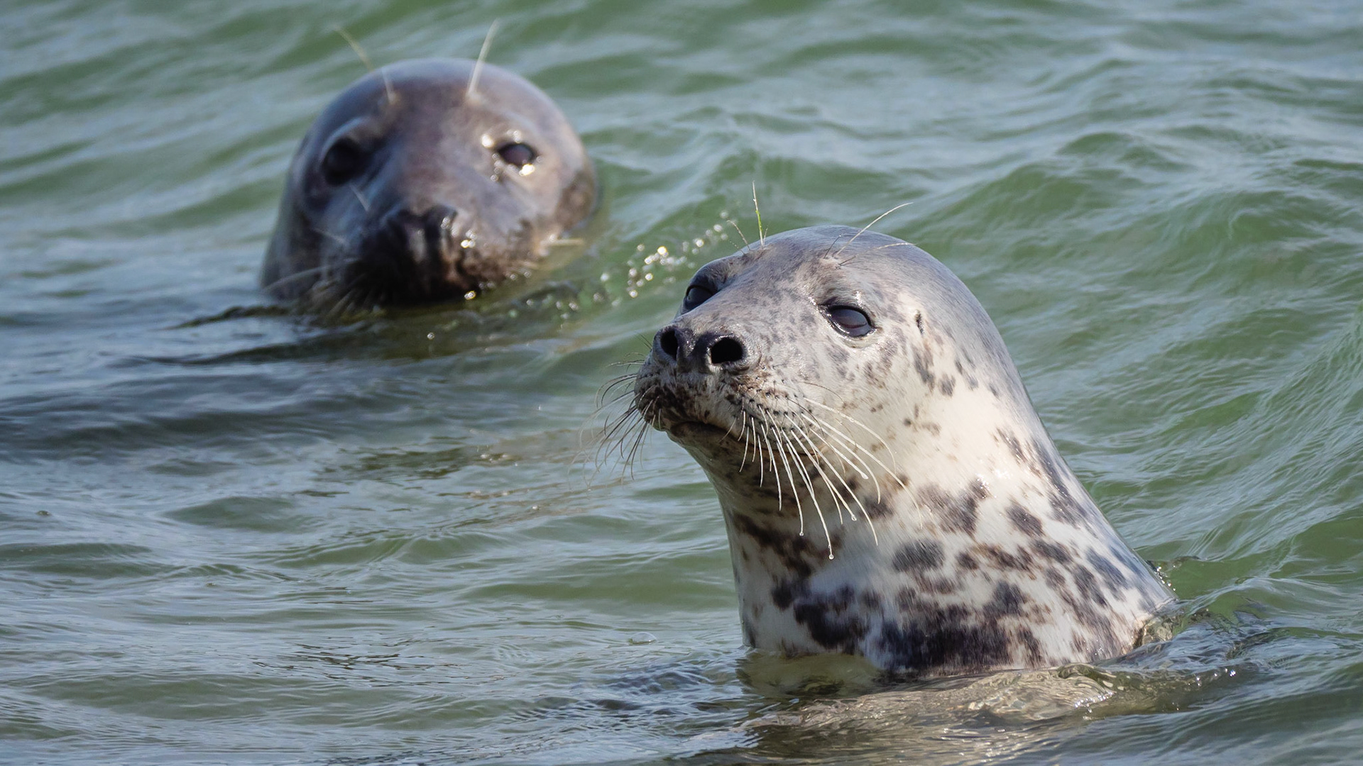 Grey Seal