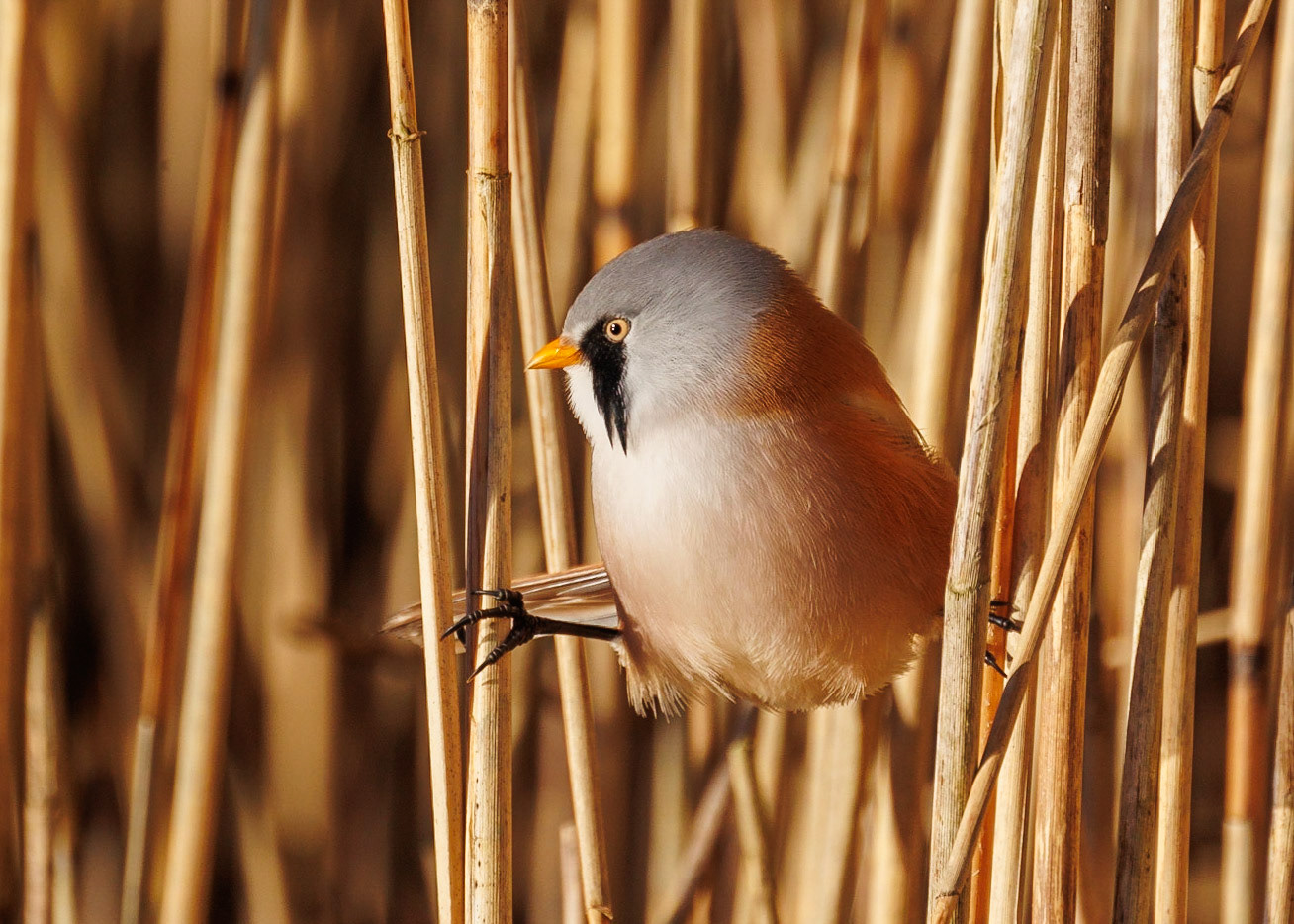 Bearded Tit