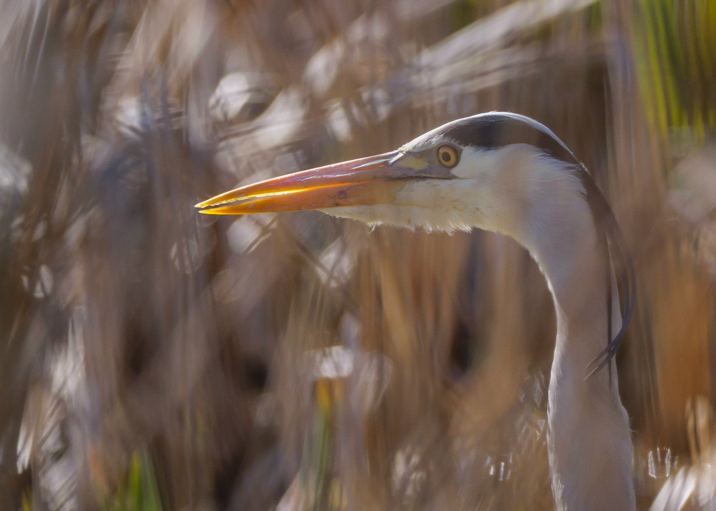 Heron