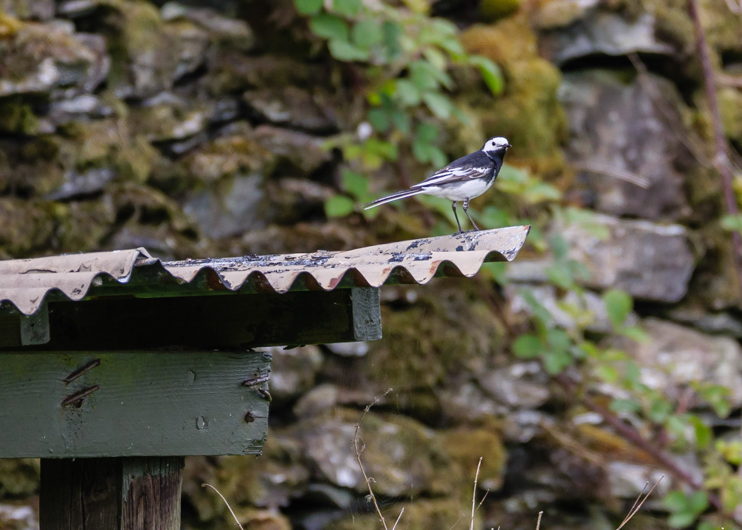 Pied Wagtail