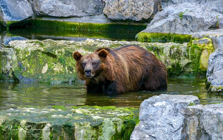 Braunbär