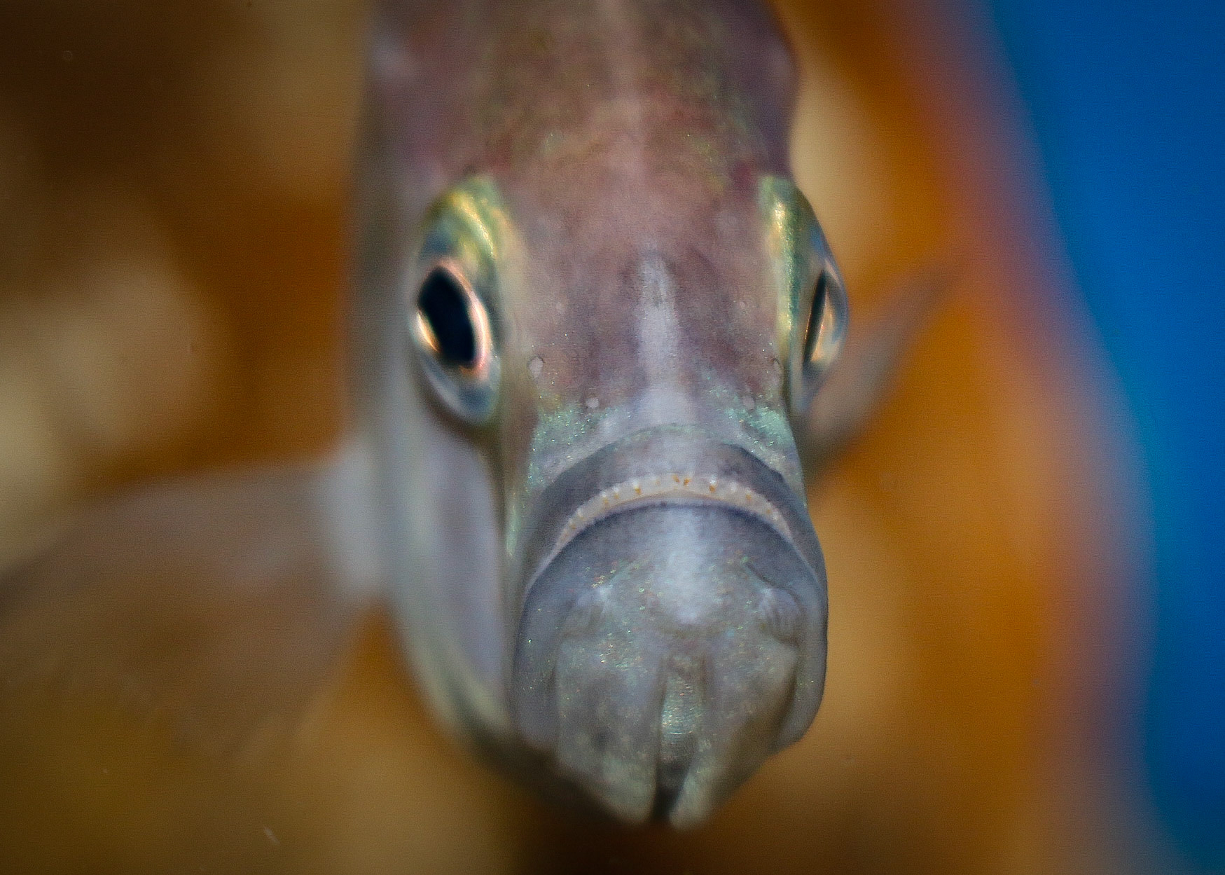 Pyxichromis orthostoma