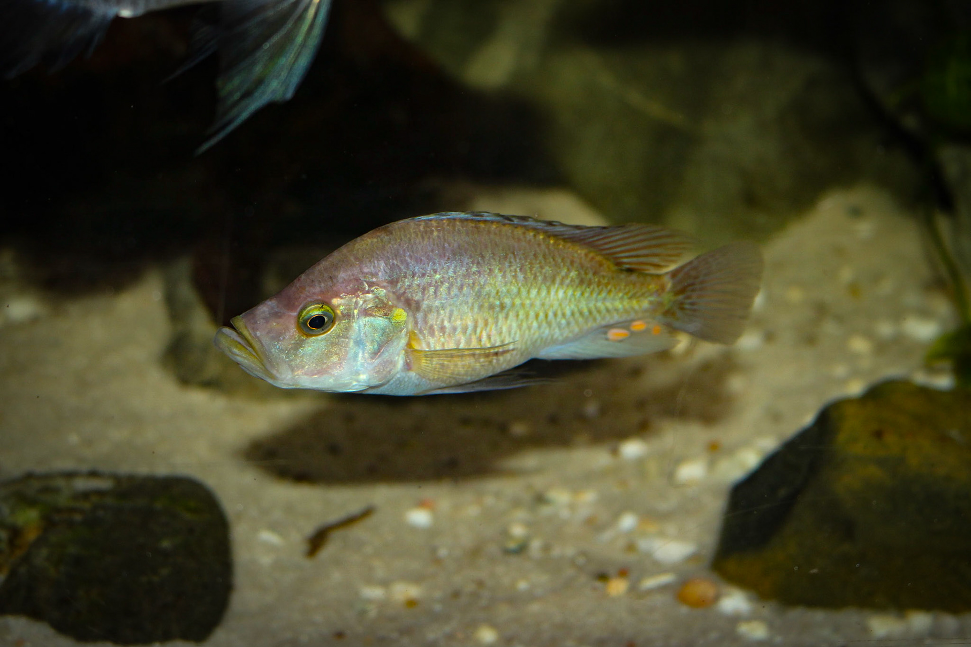 Pyxichromis orthostoma