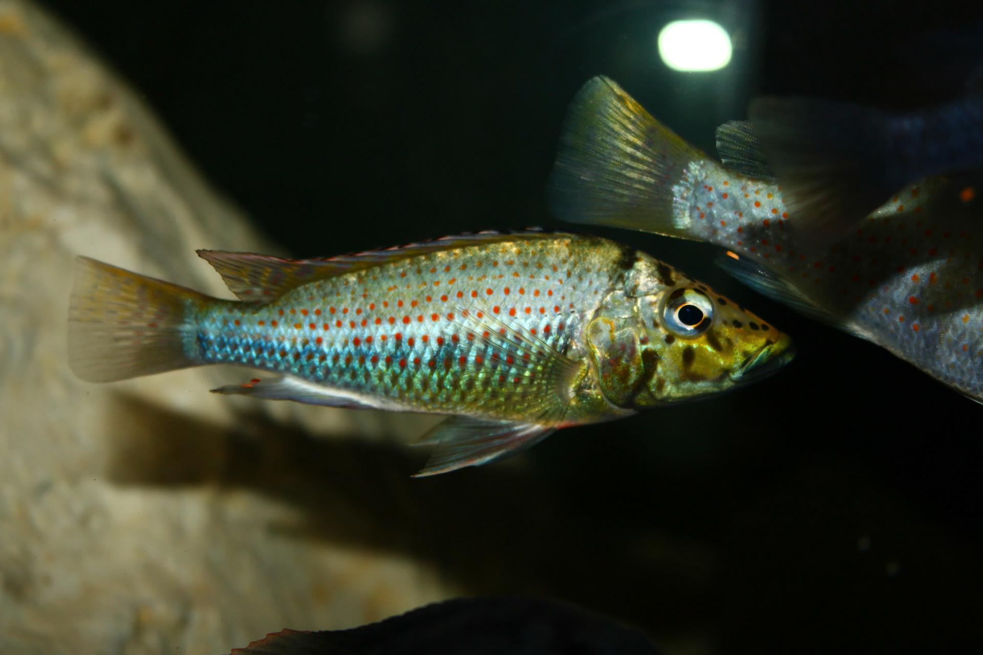 Ctenochromis horei