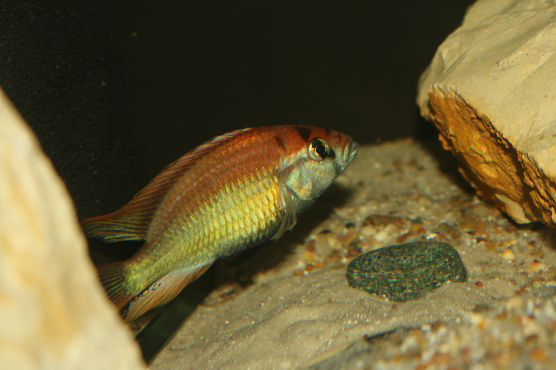 Tonisafricancichlids Haplochromis Nuchisquamulatus