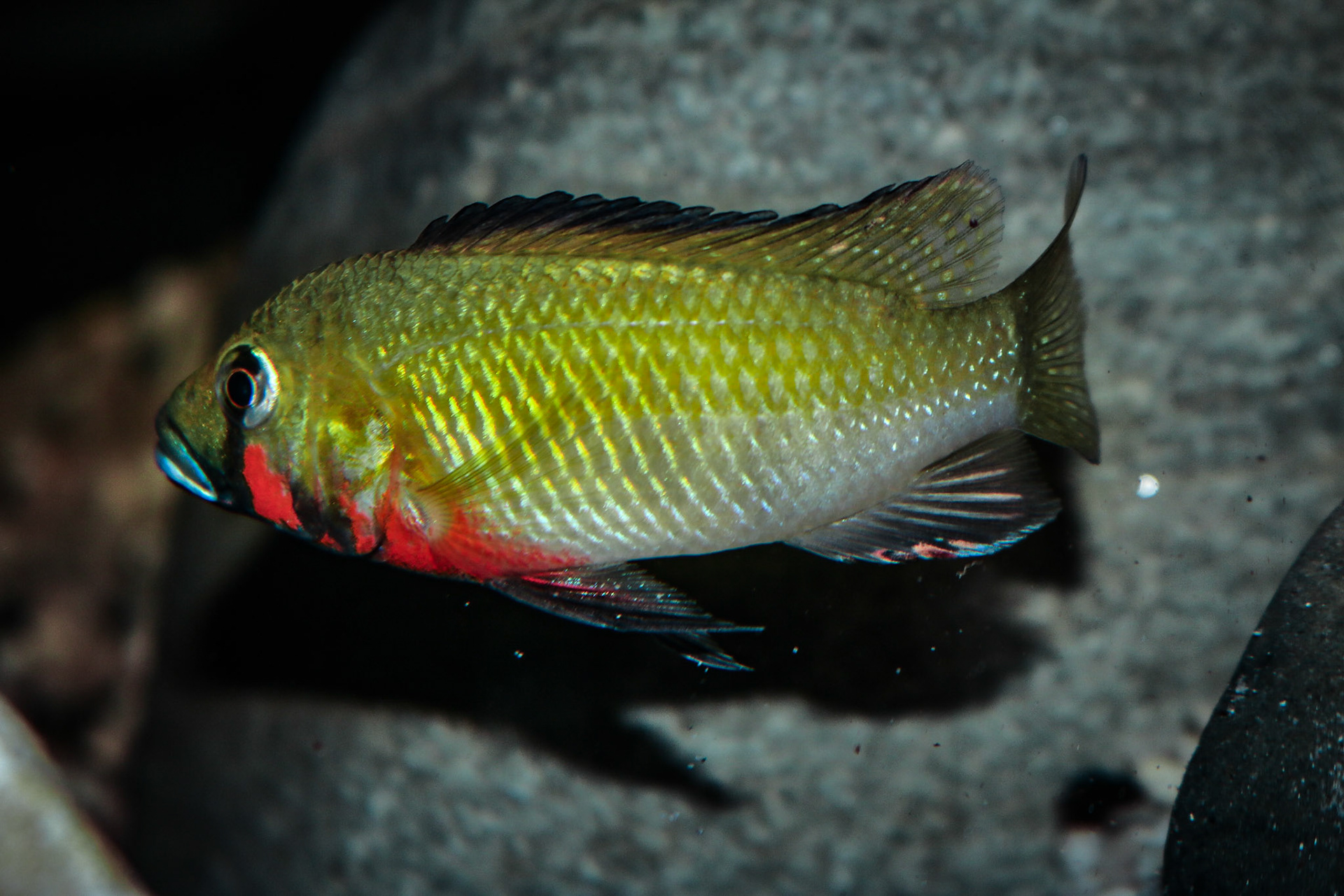 Tonisafricancichlids