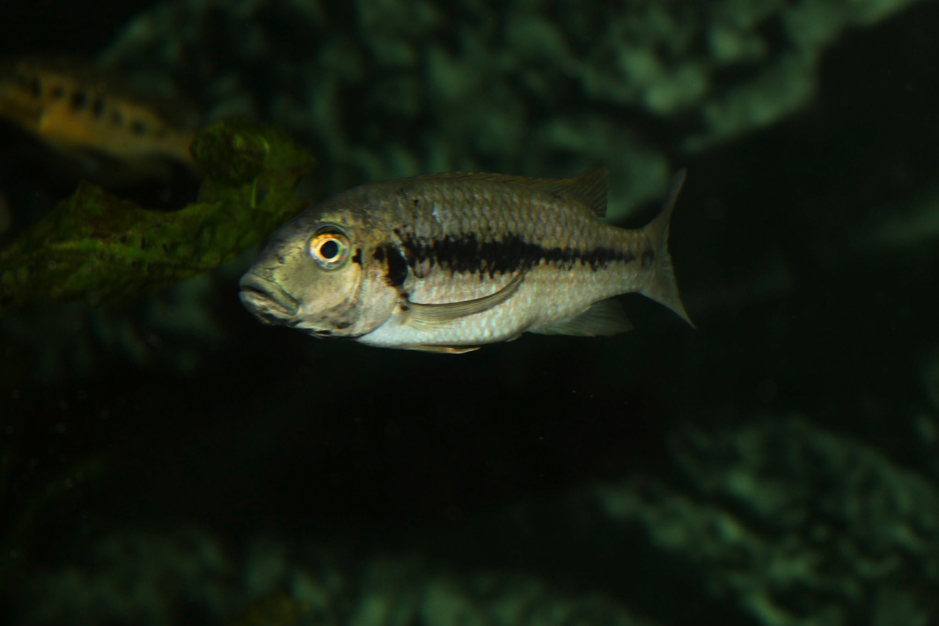 Konia eisentrauti