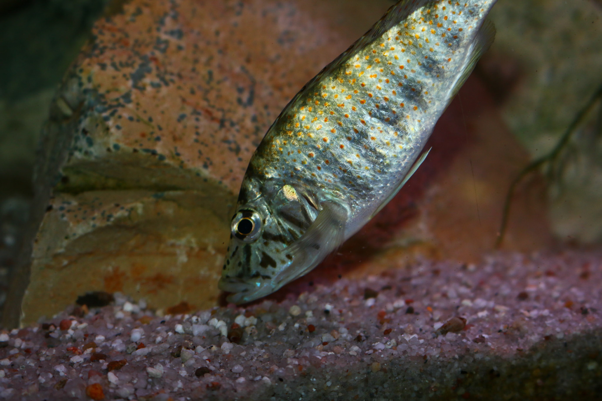 Ctenochromis horei