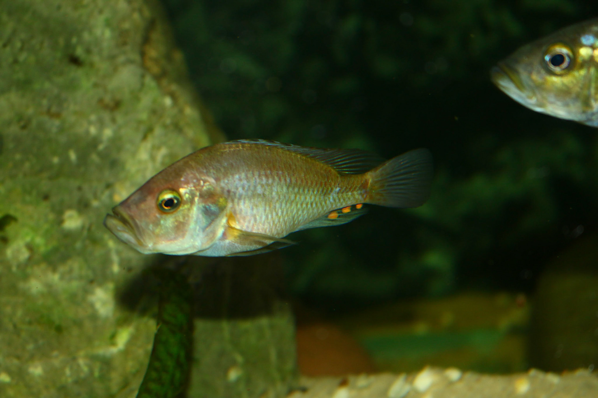 Pyxichromis orthostoma