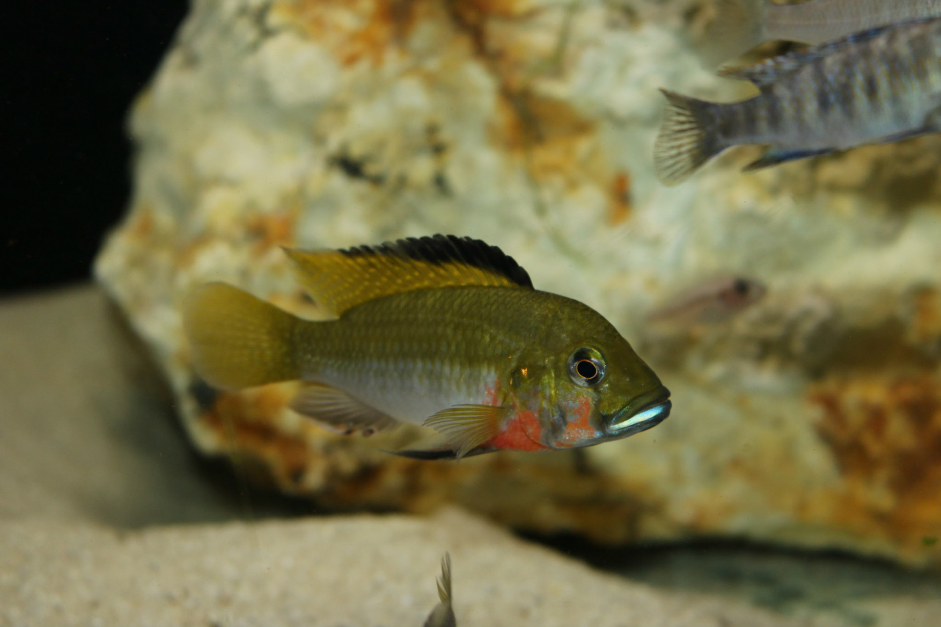 Thoracochromis brauschi
