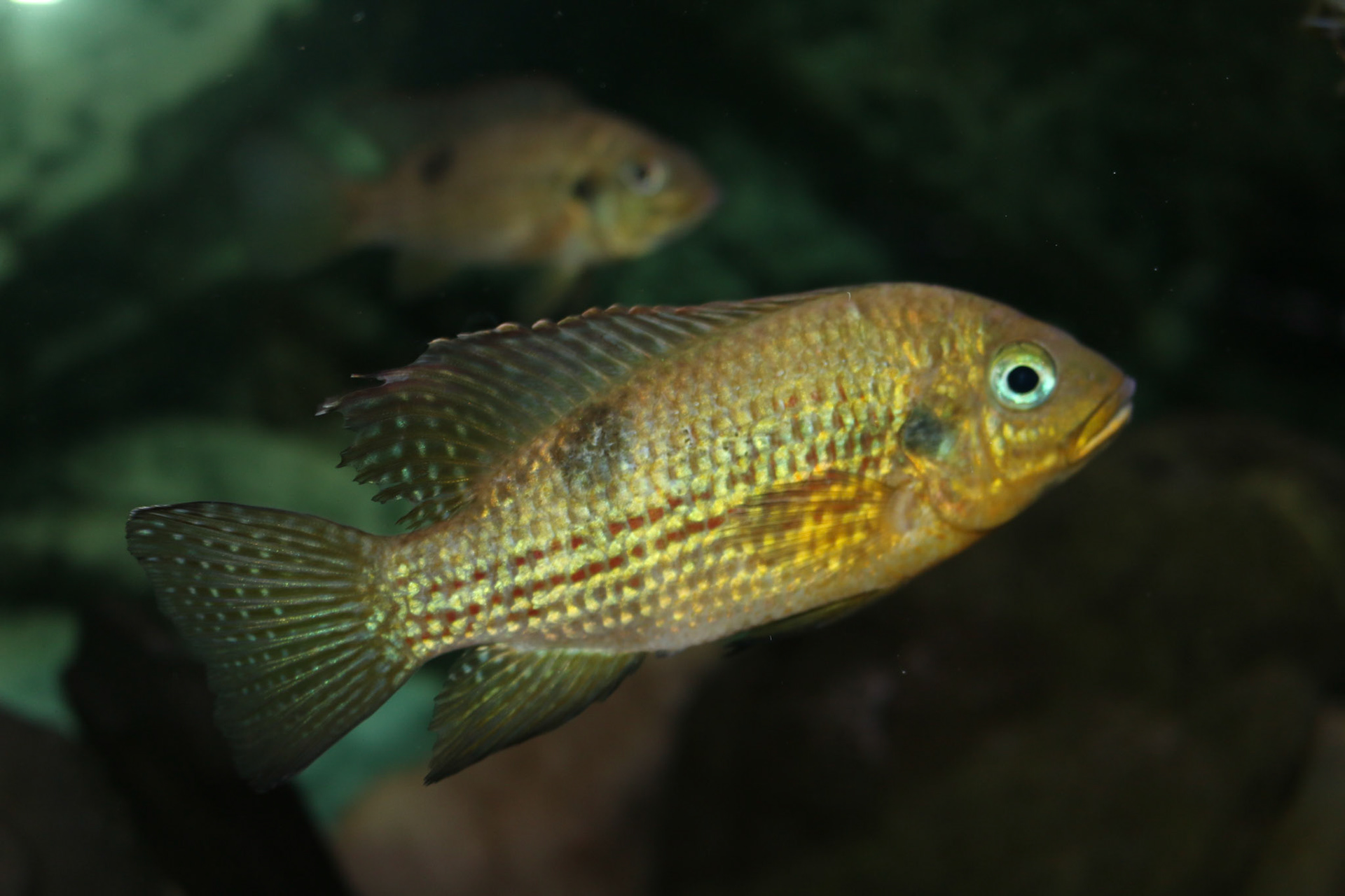 Pelmatochromis buettikoferi