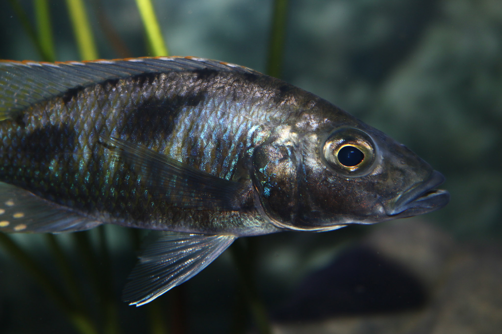 Tonisafricancichlids Stigmatochromis Tolae