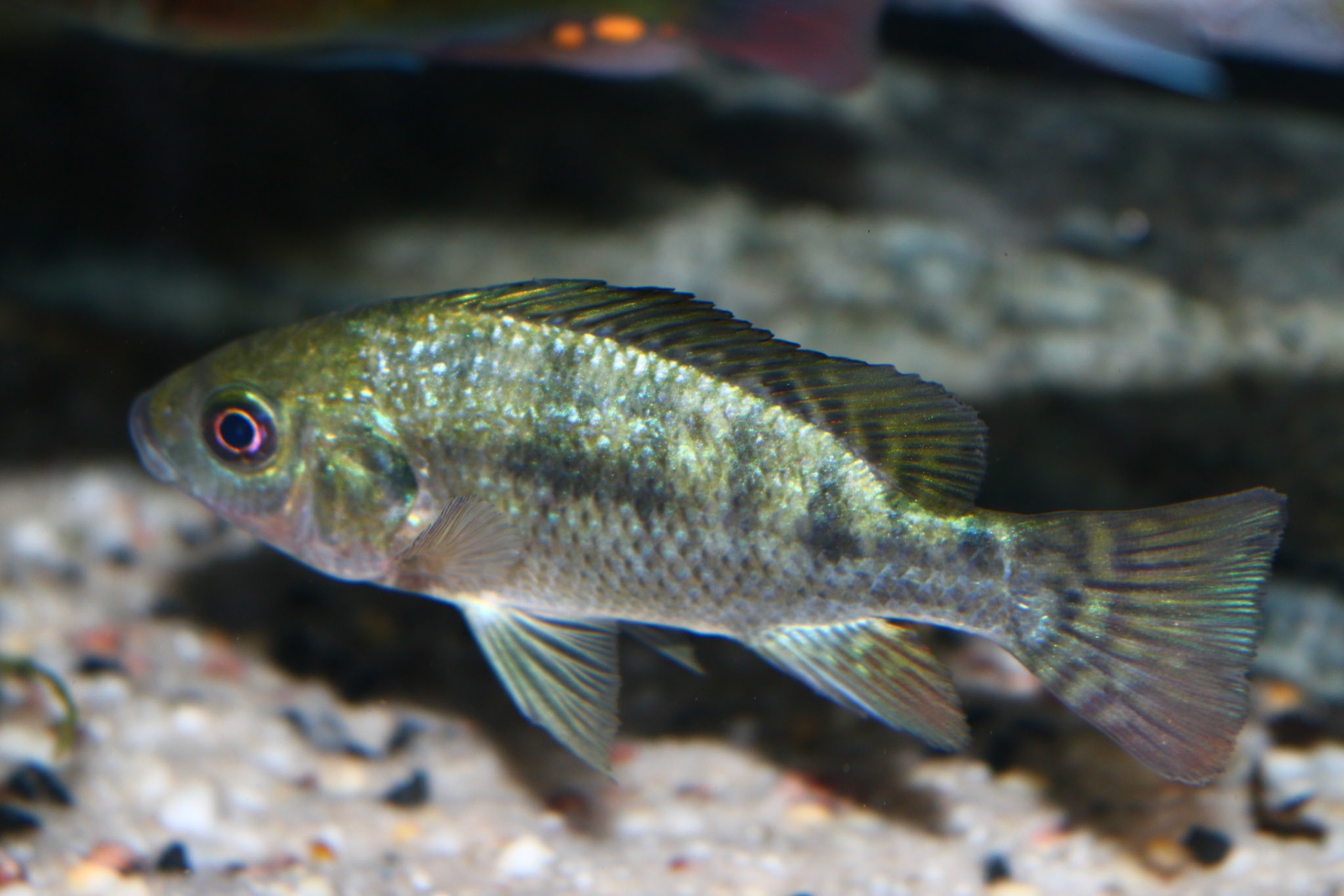 Tonis-africancichlids - Oreochromis Niloticus Niloticus