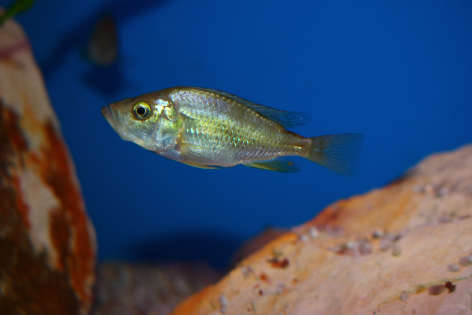Pyxichromis orthostoma