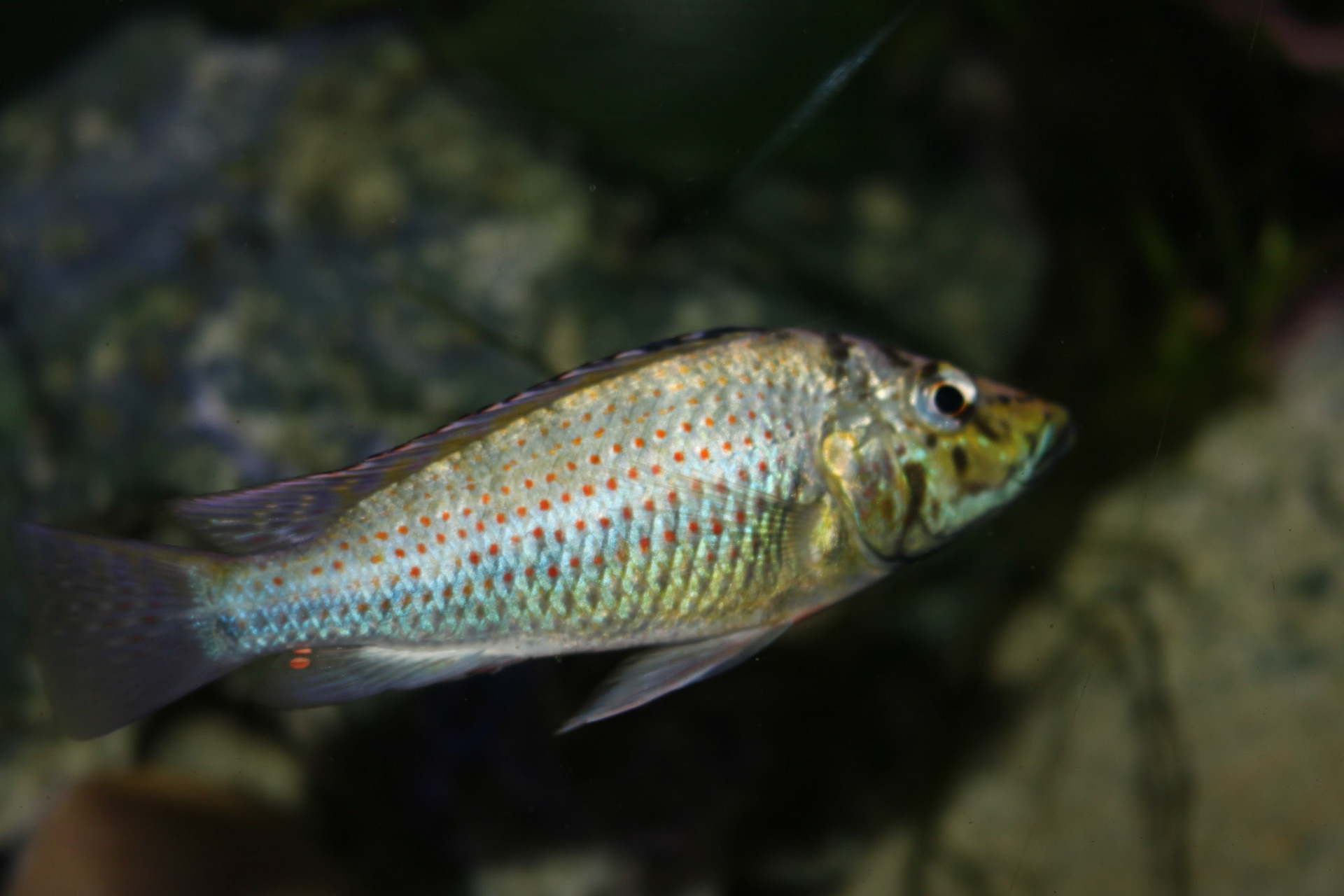 Ctenochromis horei