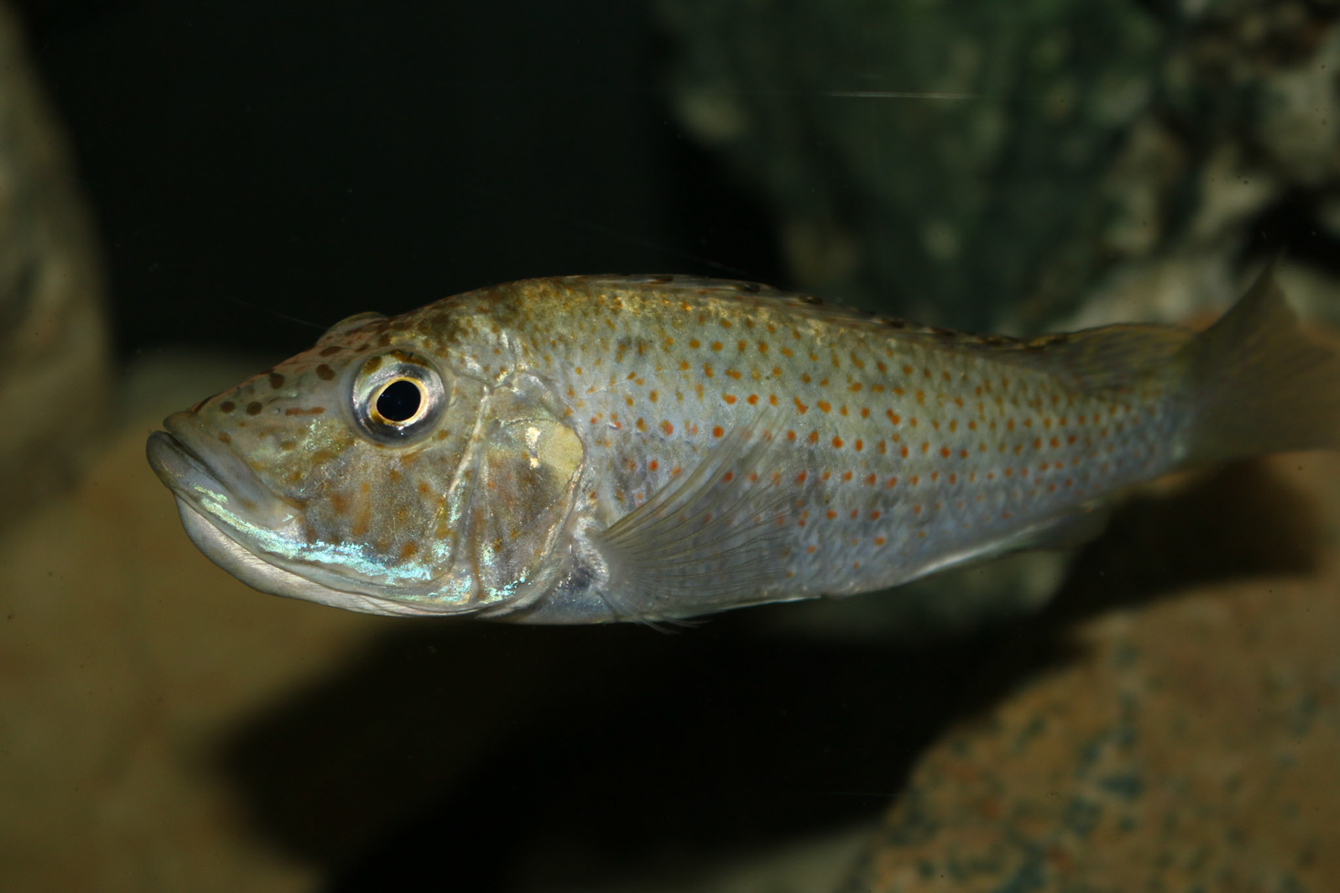 Ctenochromis horei