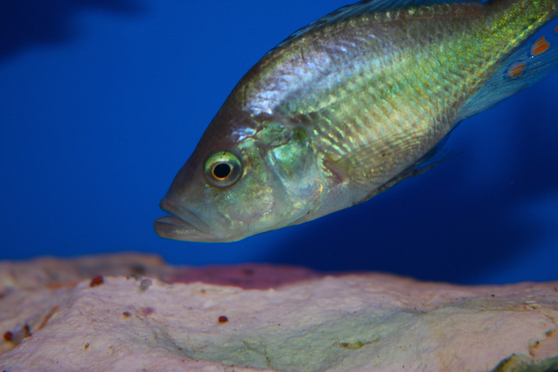 Pyxichromis orthostoma