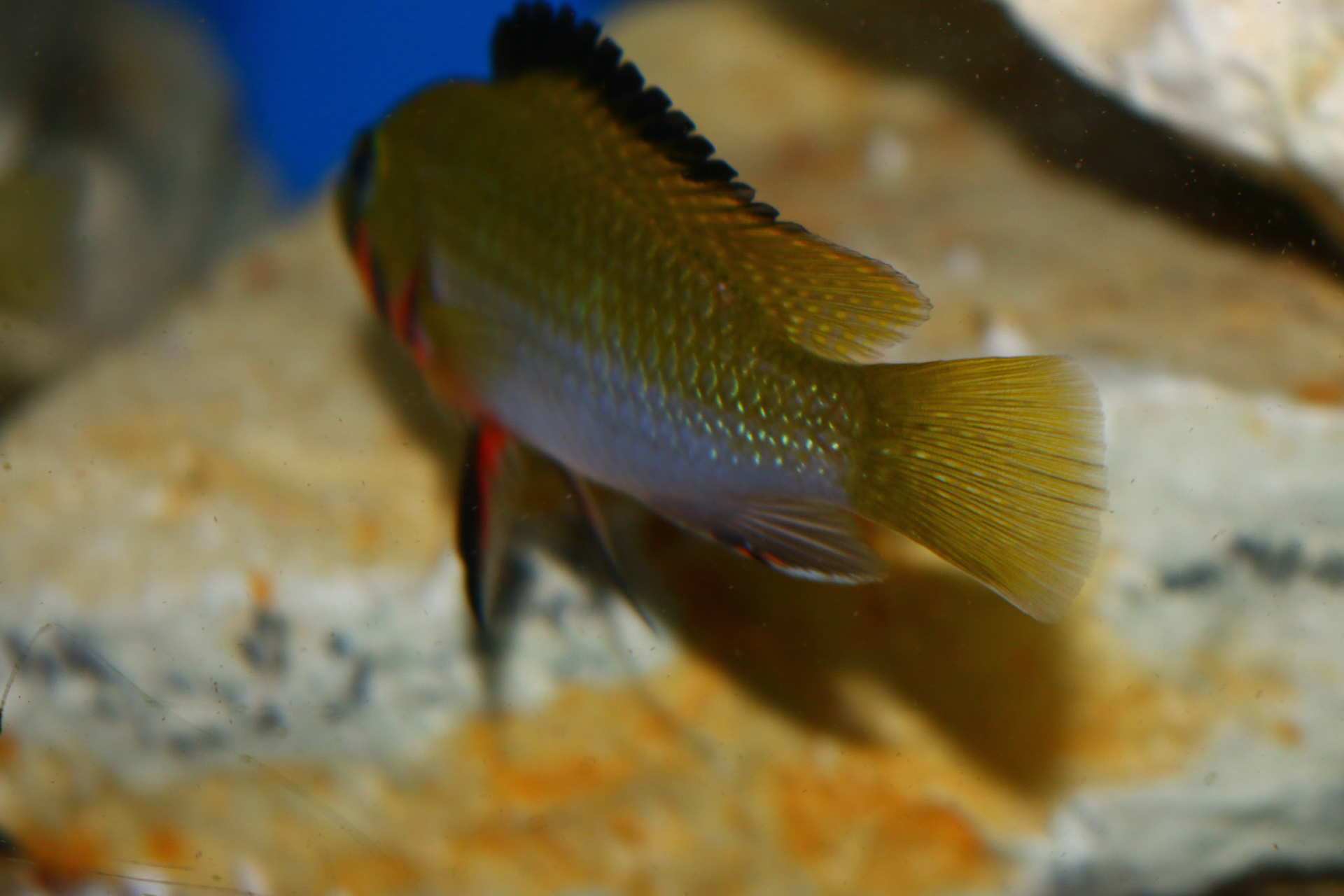 Thoracochromis brauschi
