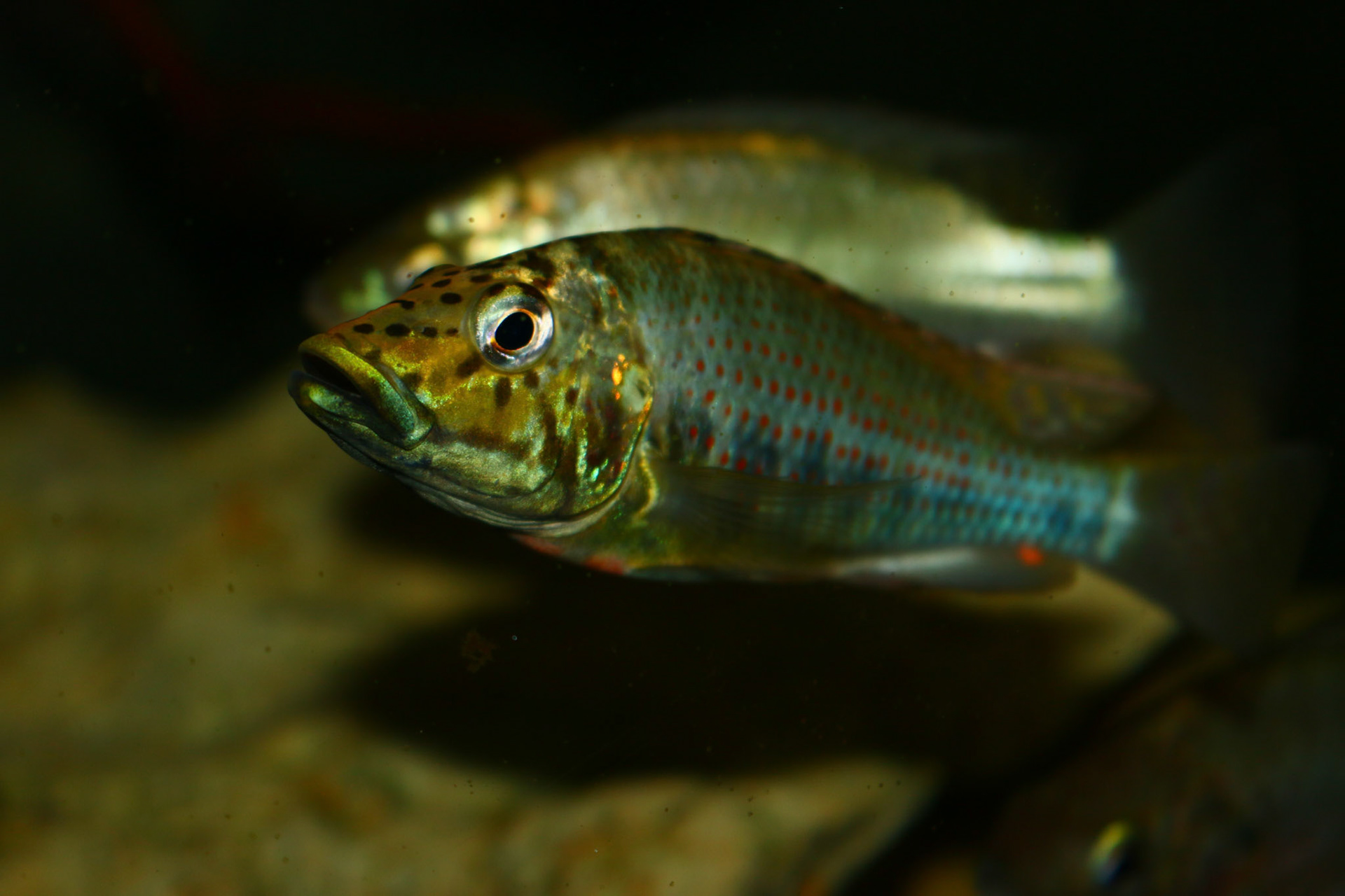 Ctenochromis horei