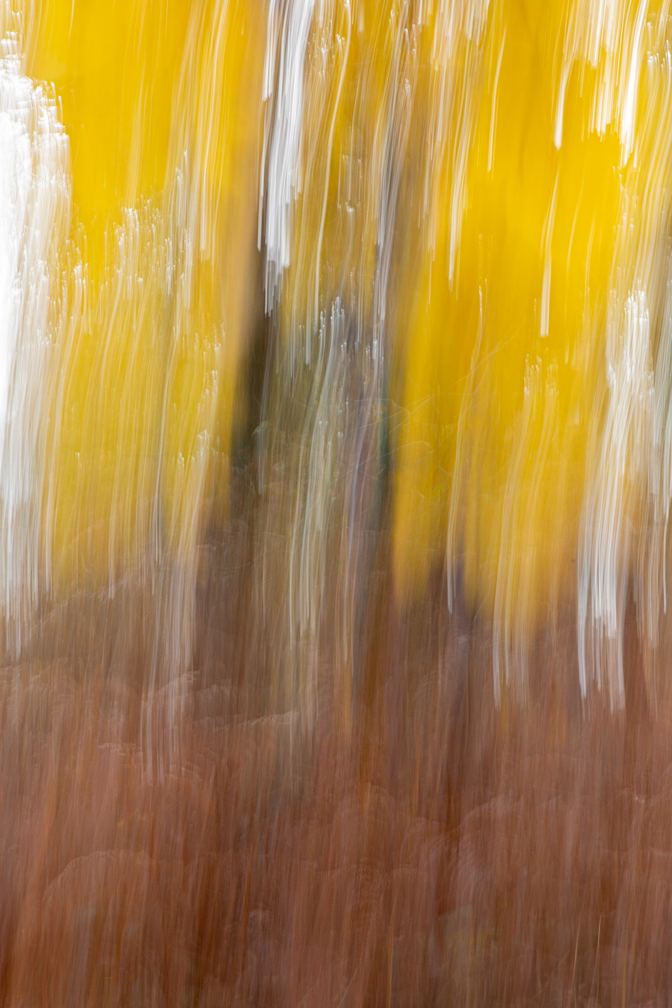 Silver birches
