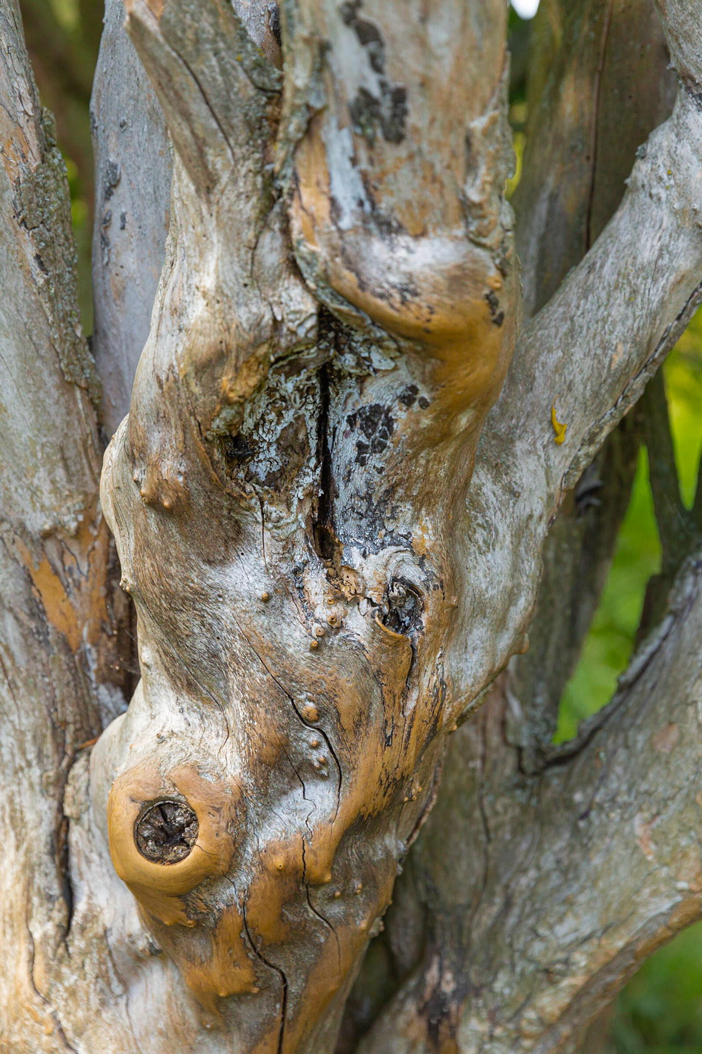 Caught in the thicket ...