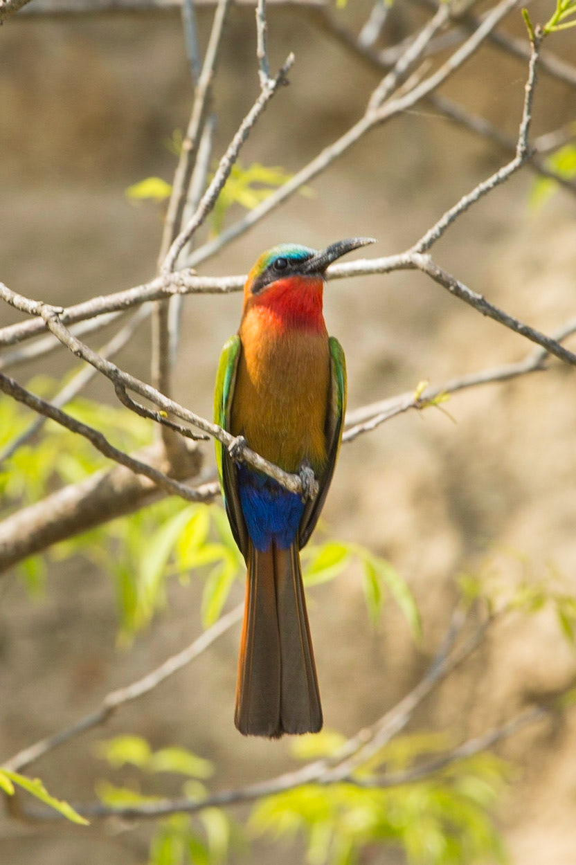 Red throated BeeEater