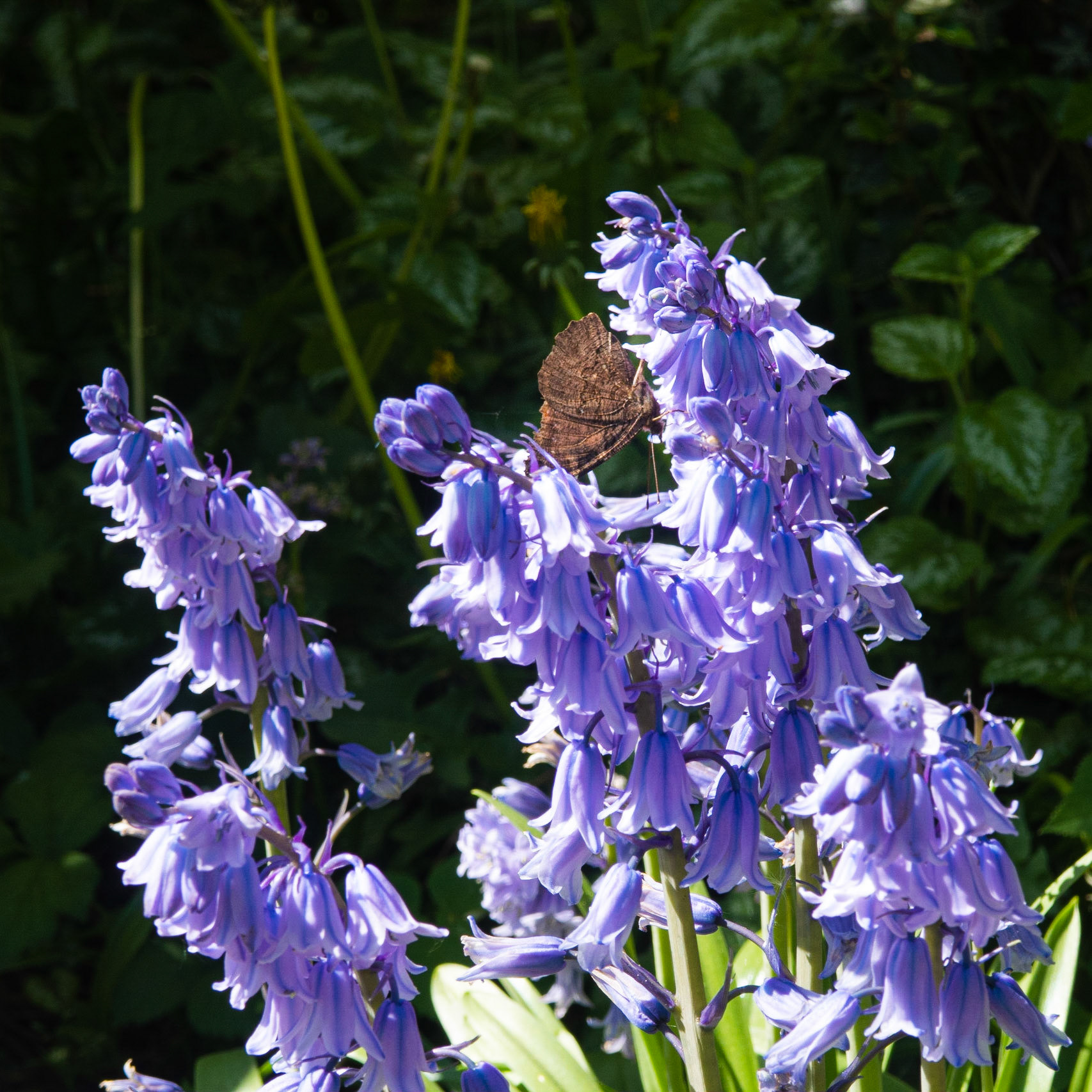 Bluebells at home