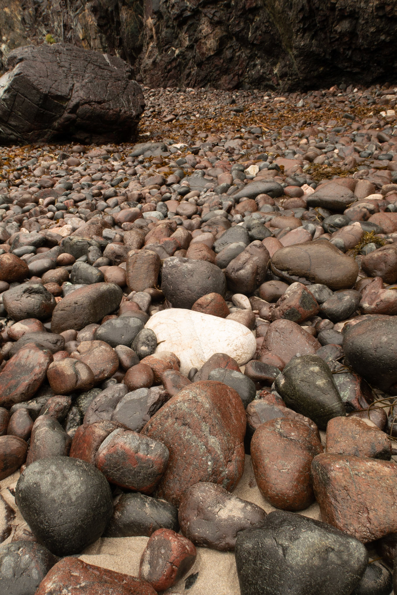 Lonely white