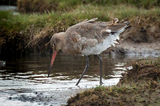 Blacked Tailed Godwit